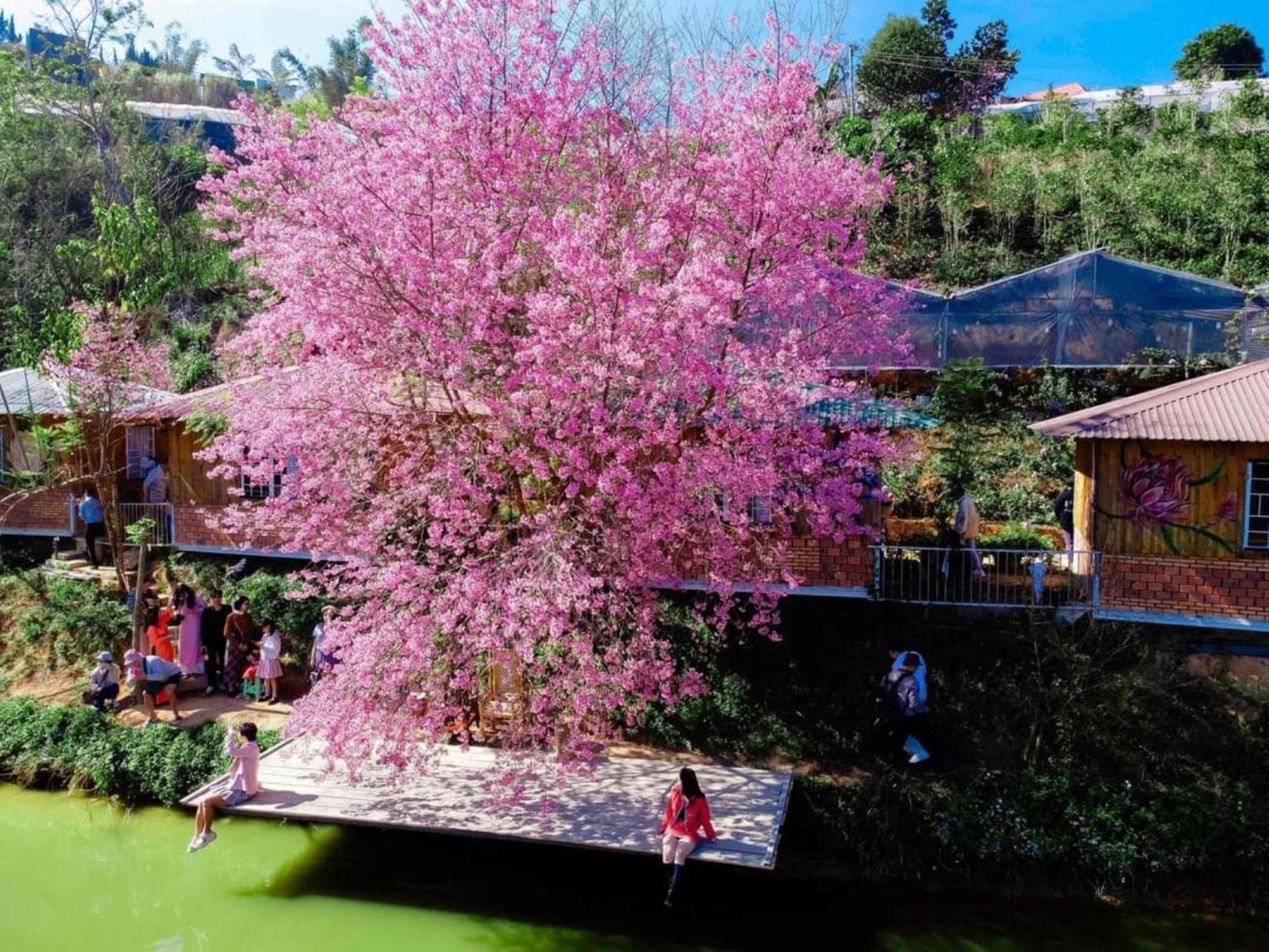 Nha Ben Ho - Da Lat Homestay Esterno foto